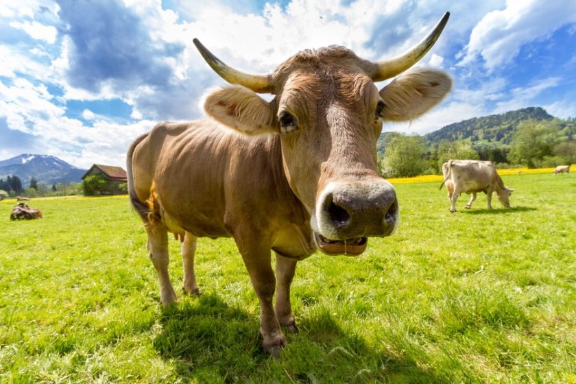 nature-animal-agriculture-cow