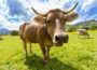 nature-animal-agriculture-cow