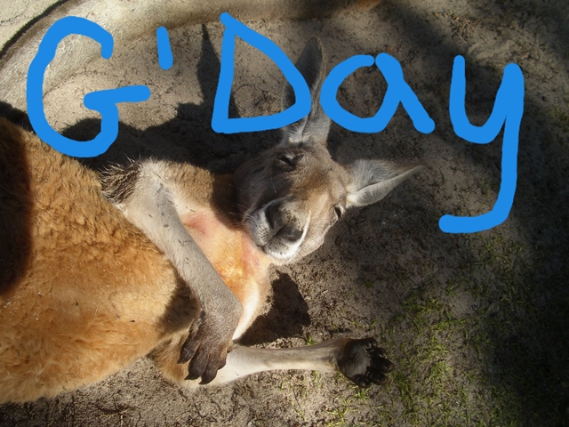 good-day-kangaroo
