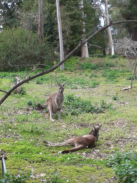 western-grey-kangaroo