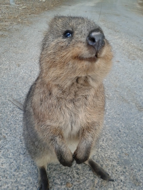 australian-quokka