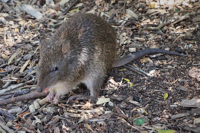 australian-bandicoot