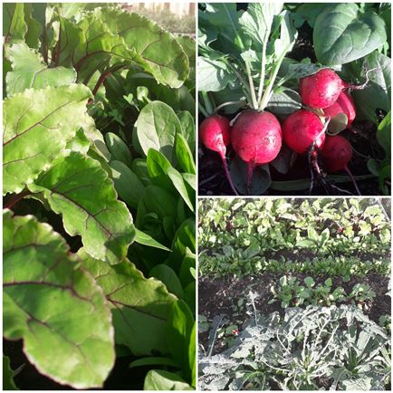 radish-green-gardening