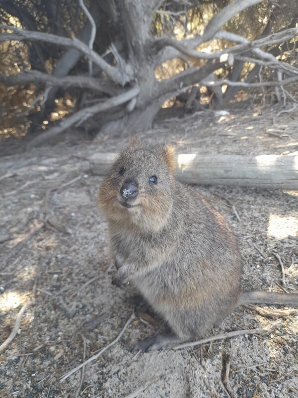 australian-wildlife