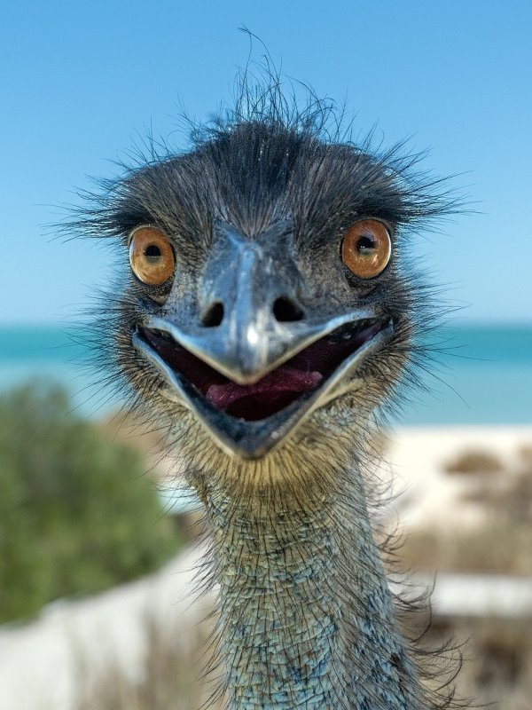 emu