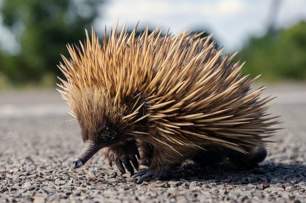 echidna