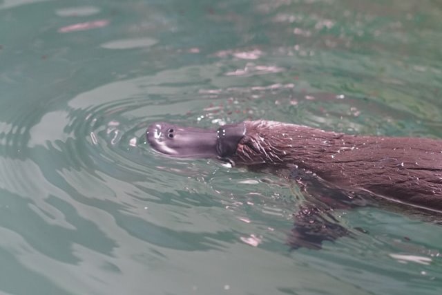 platypus-australia