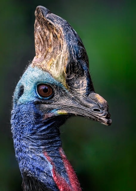 cassowary-australia