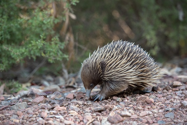 echidna-animal-wildlife