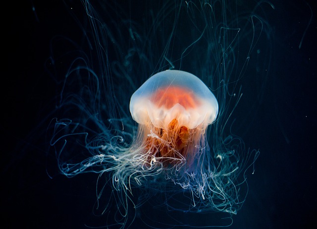 jellyfish-australia-animal