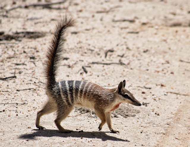 numbat-australia-wildlife