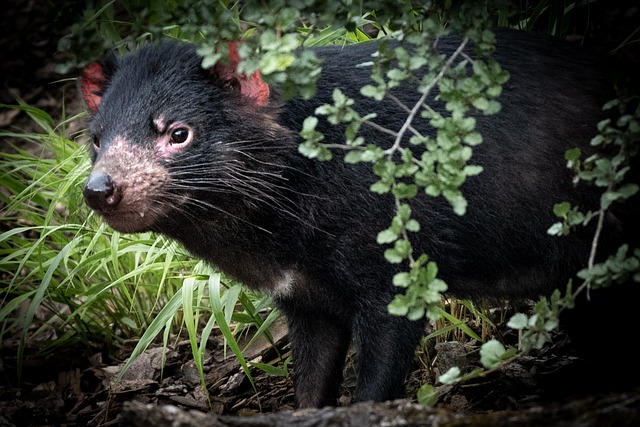 tasmanian-devil